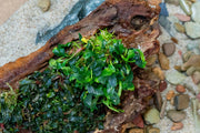 Bucephalandra Sanggau UNS Tissue Culture Aquatic Plant - Buce Plant