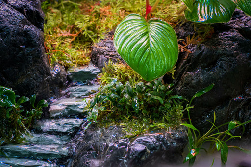 Bucephalandra Sanggau UNS Tissue Culture
