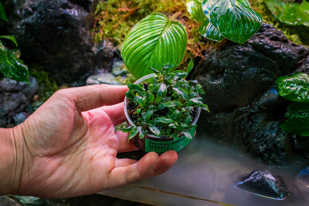 Bucephalandra Sanggau UNS Tissue Culture