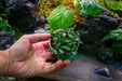 Bucephalandra Sanggau UNS Tissue Culture