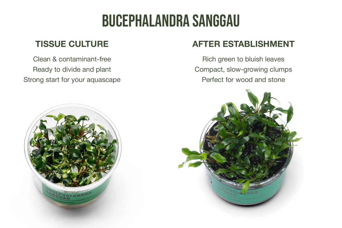 Bucephalandra Sanggau UNS Tissue Culture for Aquariums — Buce Plant