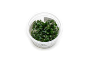 Bucephalandra Sekadau Bukit Betung Aquatic Farmer Tissue Culture Aquatic Plant - Buce Plant