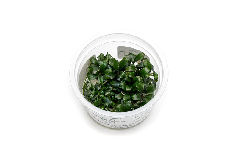 Bucephalandra Sekadau Bukit Betung Aquatic Farmer Tissue Culture Aquatic Plant - Buce Plant