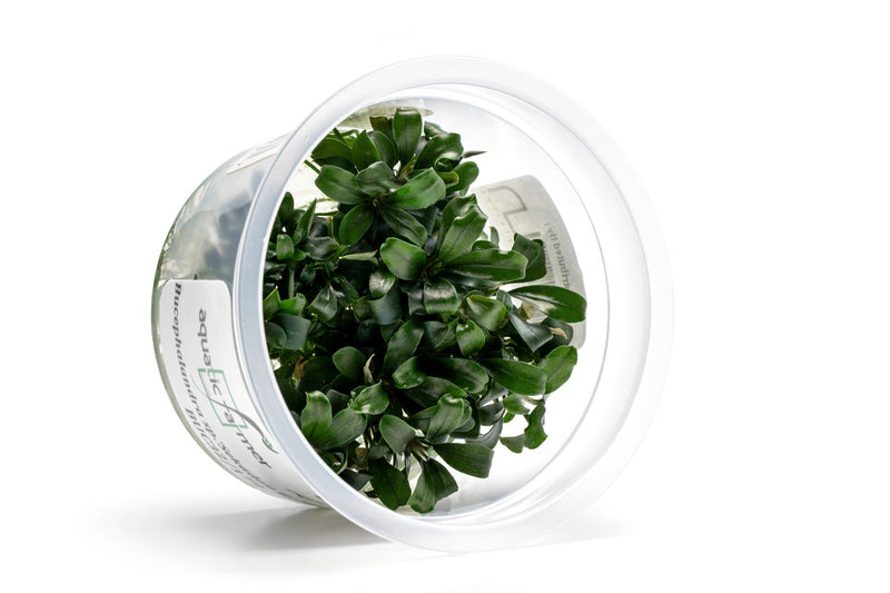 Bucephalandra Sekadau Bukit Betung Aquatic Farmer Tissue Culture Aquatic Plant - Buce Plant
