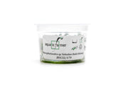 Bucephalandra Sekadau Bukit Betung Aquatic Farmer Tissue Culture Aquatic Plant - Buce Plant