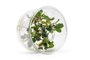 Bucephalandra Sekadau Bukit Betung UNS Tissue Culture Aquatic Plant - Buce Plant
