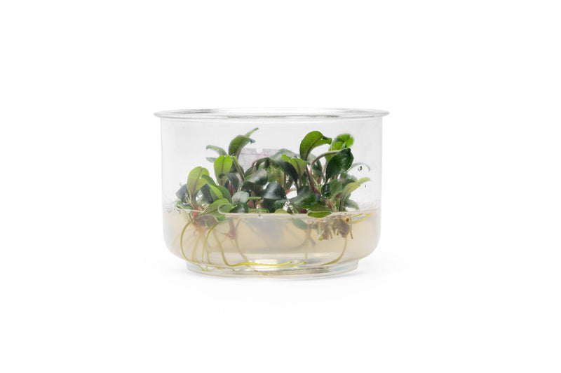 Bucephalandra Sekadau Bukit Betung UNS Tissue Culture Aquatic Plant - Buce Plant