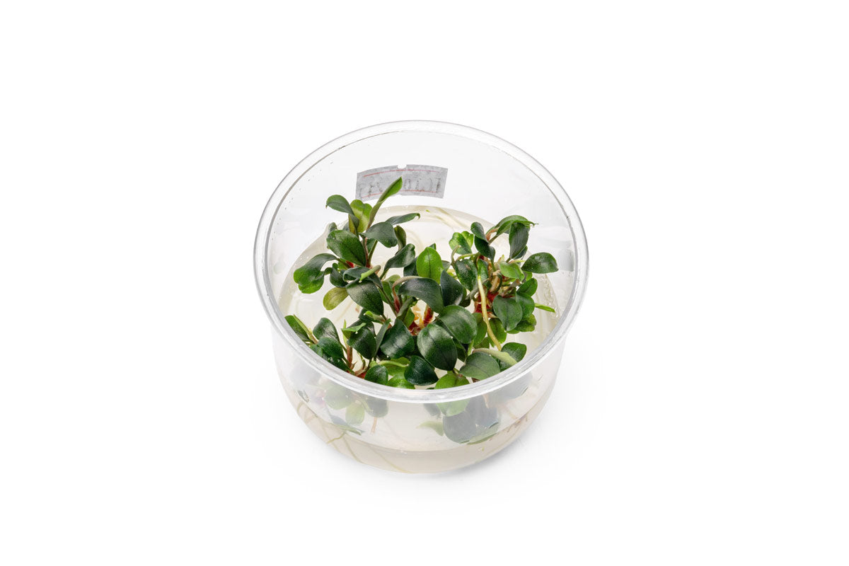 Bucephalandra Sekadau Bukit Betung UNS Tissue Culture - Buce Plant