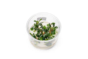Bucephalandra Sekadau Bukit Betung UNS Tissue Culture Aquatic Plant - Buce Plant