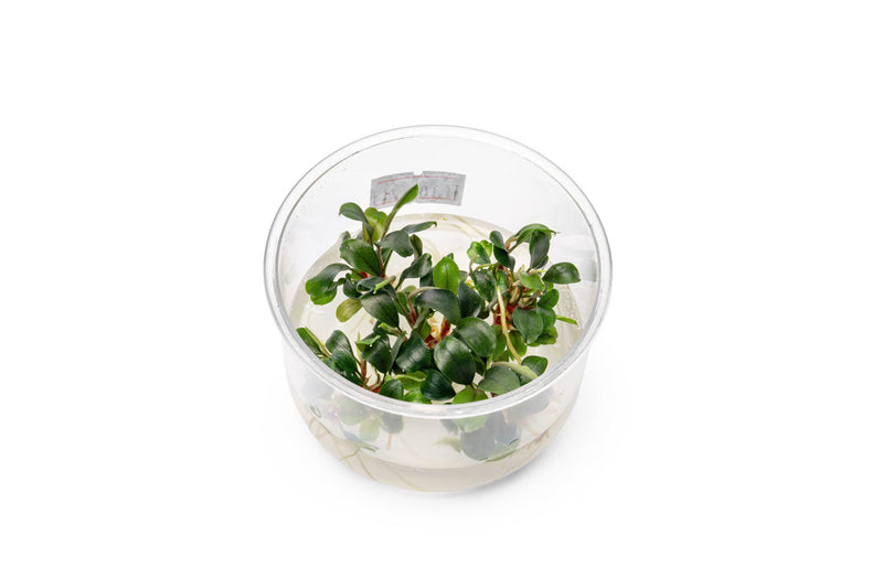 Bucephalandra Sekadau Bukit Betung UNS Tissue Culture Aquatic Plant - Buce Plant