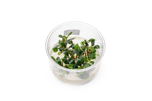 bucephalandra-sekadau-bukit-