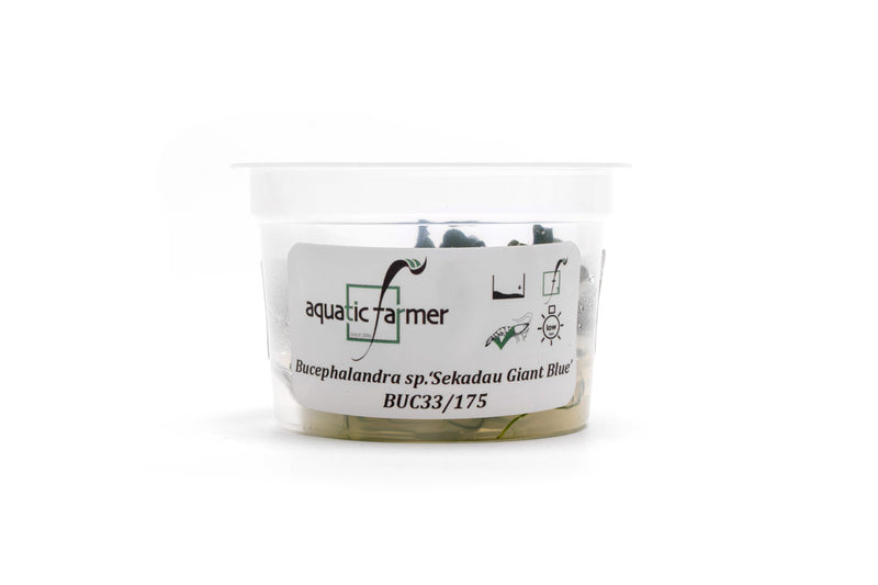 Bucephalandra Sekadau Giant Blue Aquatic Farmer Tissue Culture Tissue Culture - Buce Plant