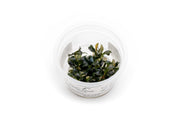 Bucephalandra Sekadau Giant Blue Aquatic Farmer Tissue Culture Tissue Culture - Buce Plant
