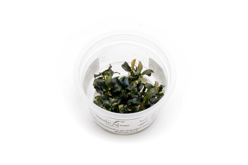 Bucephalandra Sekadau Giant Blue Aquatic Farmer Tissue Culture Tissue Culture - Buce Plant