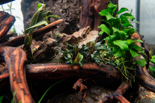 Bucephalandra Sekadau Giant Blue Aquatic Farmer Tissue Culture