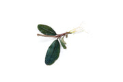 Bucephalandra Shine Blue