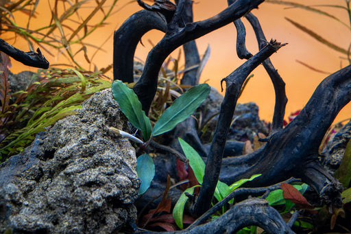 Bucephalandra Shine Blue