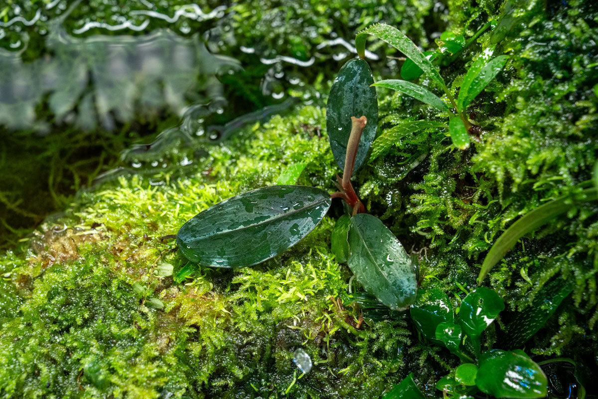 Bucephalandra sp. Shine blue 塊株・群生美株 Bucephalandra Shine Blue Aquarium Plant | Buce Plant