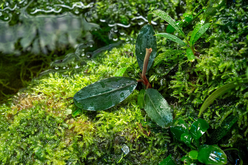 Bucephalandra Shine Blue