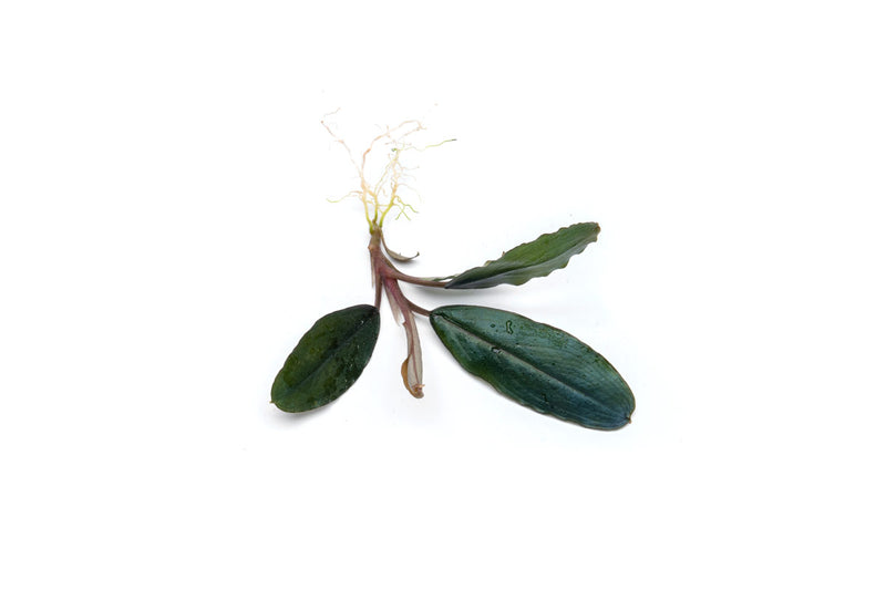 Bucephalandra Shine Blue
