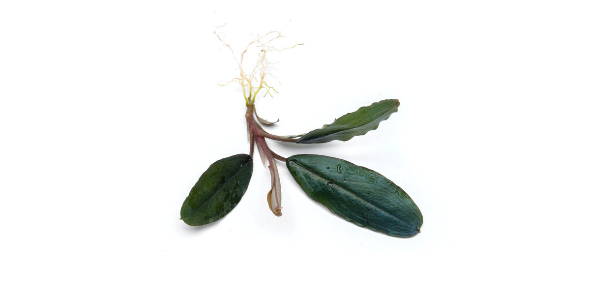 Bucephalandra Shine Blue Aquarium Plant | Buce Plant