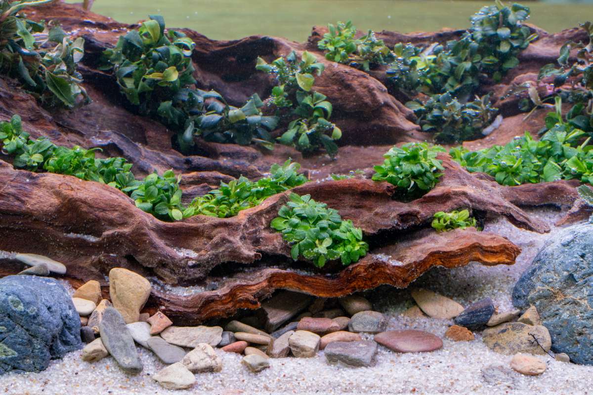 【HW便】Bucephalandra sp.\