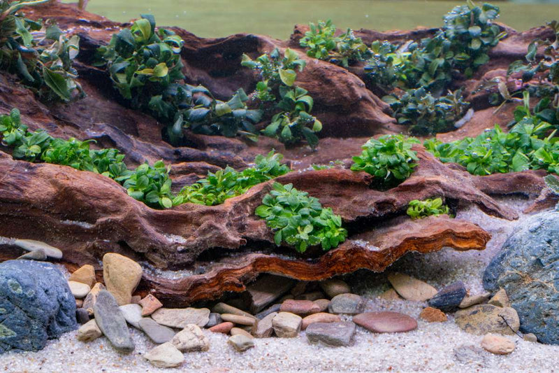 Bucephalandra Sintang Green UNS Tissue Culture Aquatic Plant - Buce Plant
