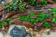 Bucephalandra Sintang Green UNS Tissue Culture Aquatic Plant - Buce Plant