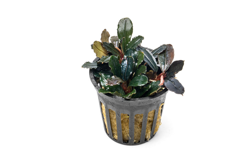 Bucephalandra sp. Neo Bucephalandra - Buce Plant