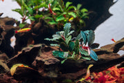 Bucephalandra sp. Neo Bucephalandra - Buce Plant