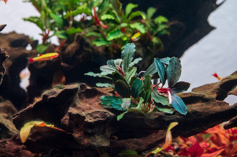 Bucephalandra sp. Neo Bucephalandra - Buce Plant