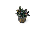 Bucephalandra sp. Neo Bucephalandra - Buce Plant