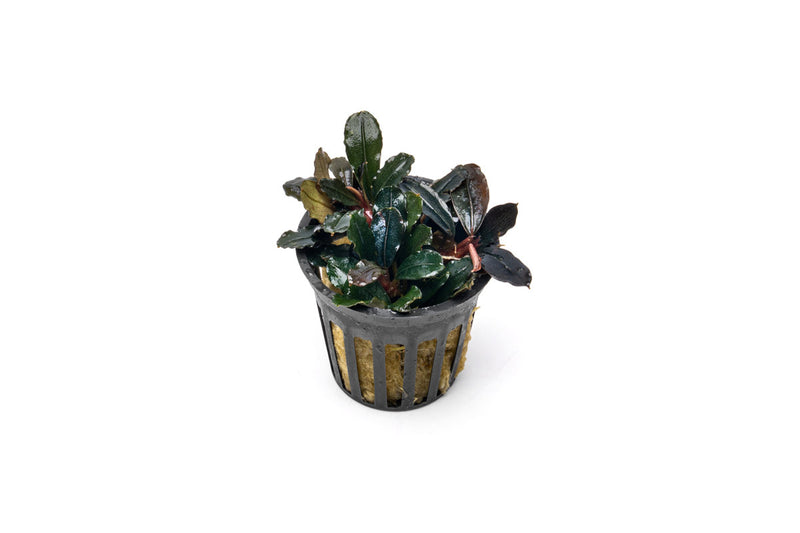 Bucephalandra sp. Neo Bucephalandra - Buce Plant
