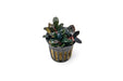 Bucephalandra sp. Neo aquatic plant with lush green leaves, rooted in substrate, ideal for freshwater aquariums.