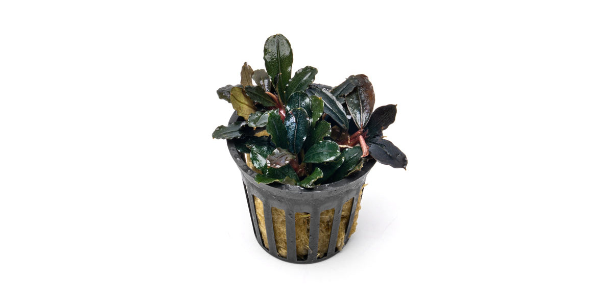 bucephalandra-sp-neo-
