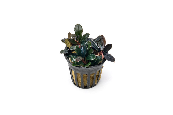 bucephalandra-sp-neo-
