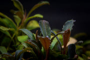Bucephalandra sp. Neo