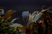 Bucephalandra sp. Neo