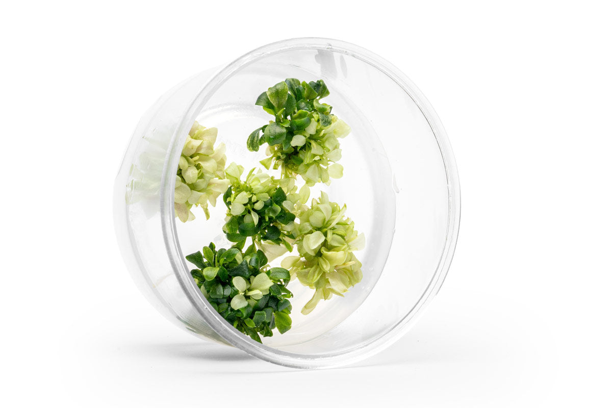 Bucephalandra sp. White Tissue Culture for Aquariums | Buce Plant