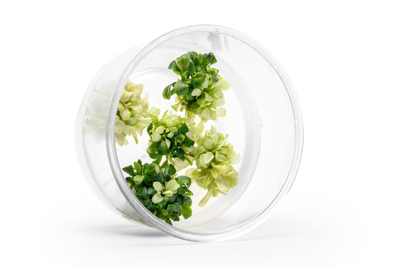 Bucephalandra sp. White UNS Tissue Culture