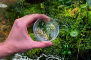 Bucephalandra sp. White UNS Tissue Culture