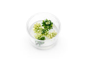 Bucephalandra sp. White UNS Tissue Culture