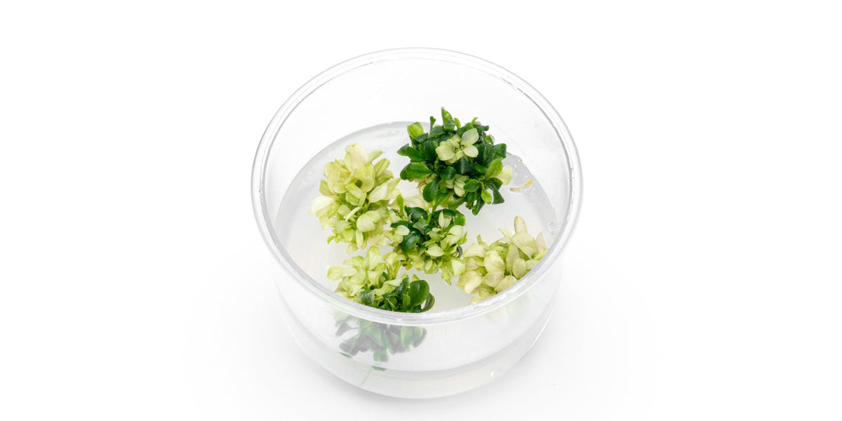 Bucephalandra sp. White Tissue Culture for Aquariums | Buce Plant