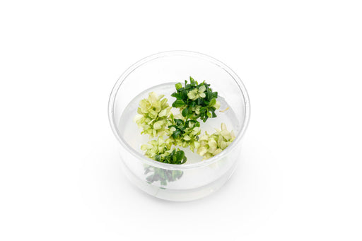 Bucephalandra sp. White UNS Tissue Culture