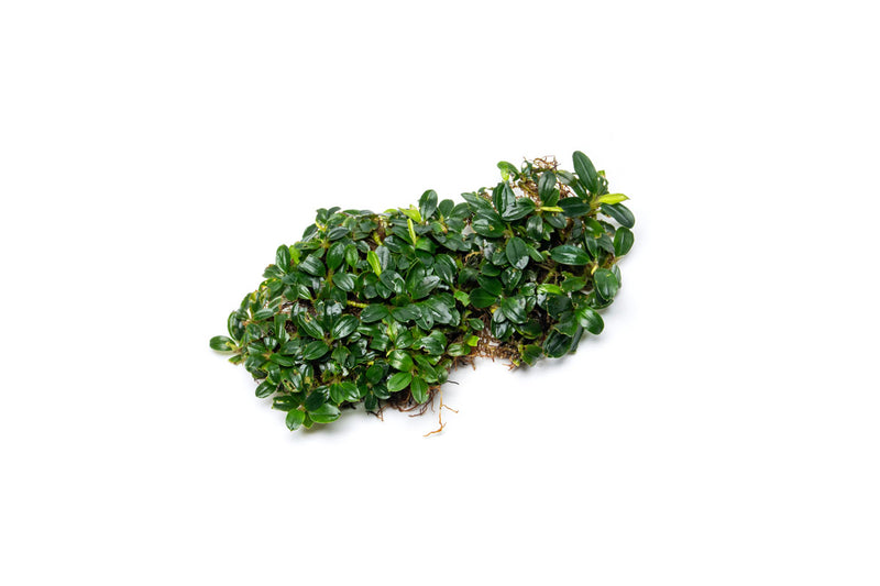 Bucephalandra Starglitz Bucephalandra - Buce Plant
