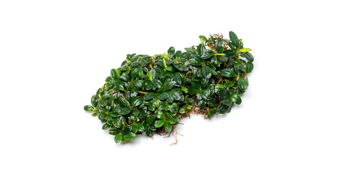 水草 bucephalandra sp. l glitter Bucephalandra Starglitz - Aquascaping Plant — Buce Plant