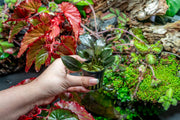 Bucephalandra Theia (Farmed) Aquatic Plant - Buce Plant
