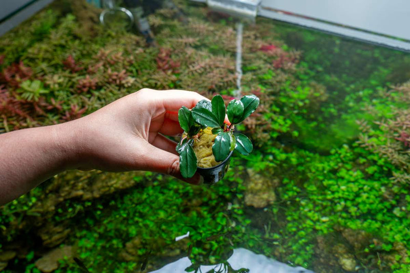 Bucephalandra Theia (Farmed) Aquatic Plant - Buce Plant
