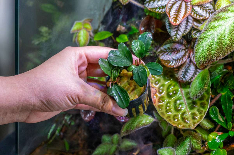 Bucephalandra Theia (Farmed)