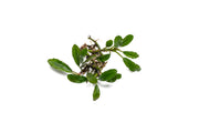 Bucephalandra Thick Brown Aquatic Plant - Buce Plant